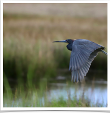 Great Blue Heron - Flying Great Blue Heron - Flying